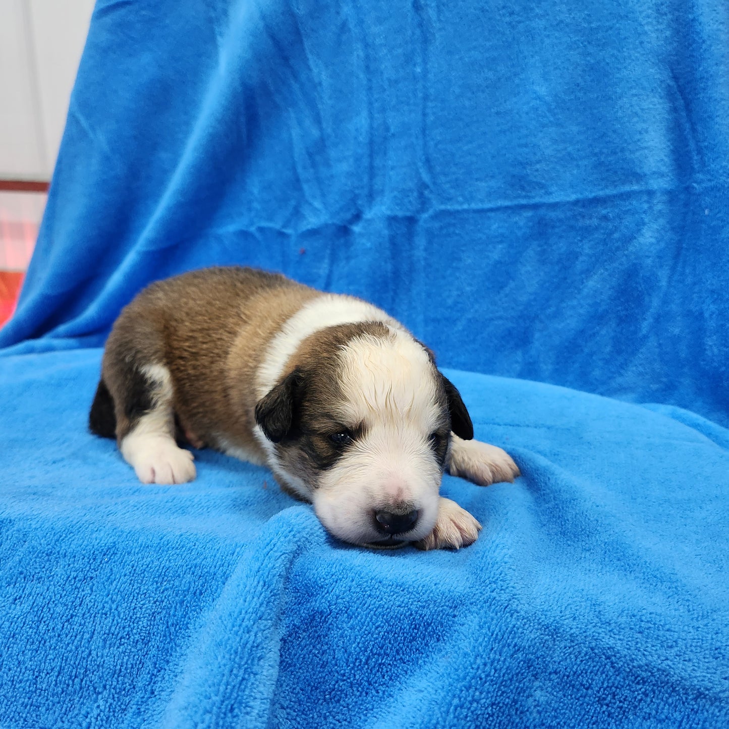 Stoick (Sold) Male Great Bernese Puppy