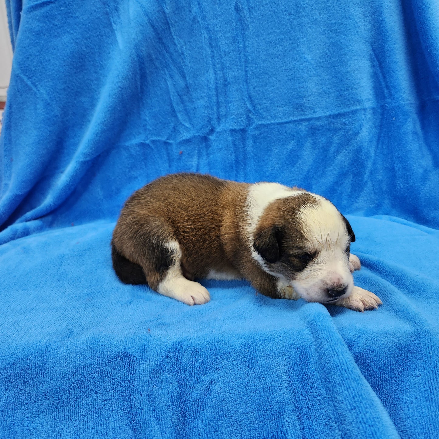 Stoick (Sold) Male Great Bernese Puppy