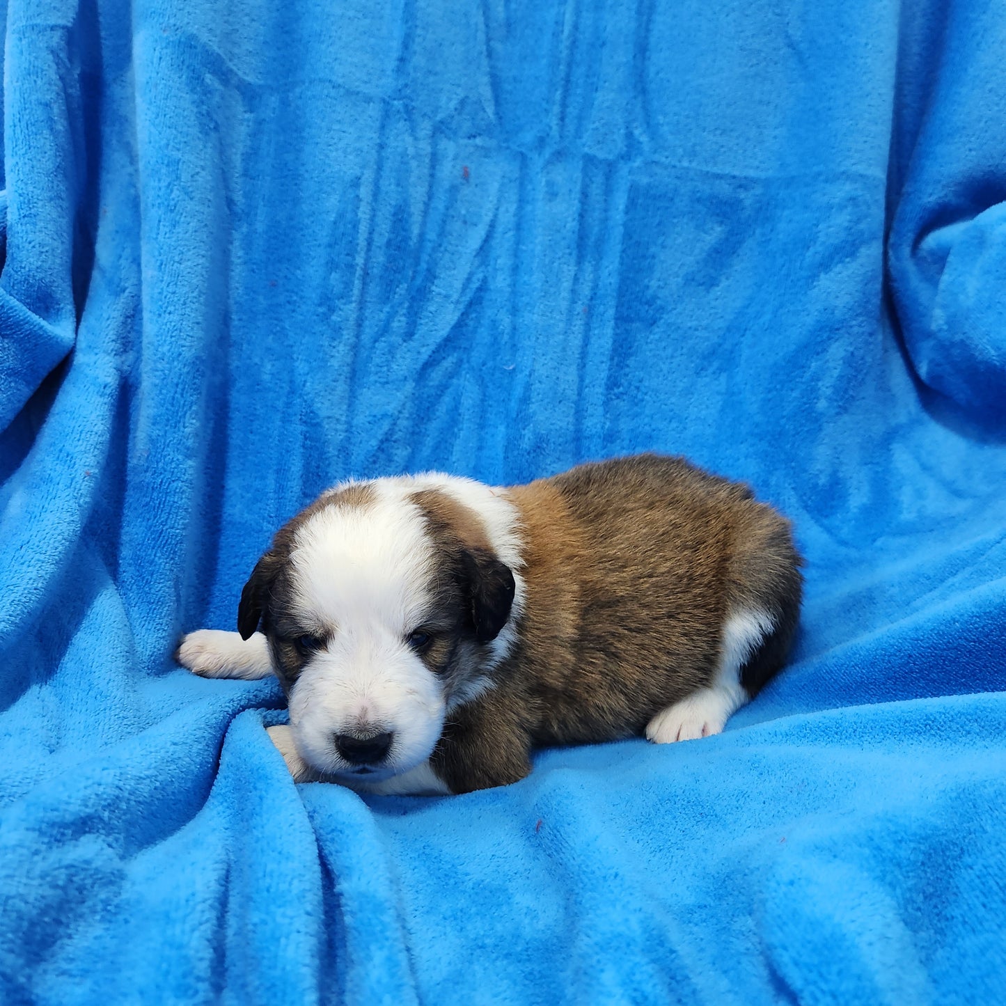 Great Bernese Puppy Stoick