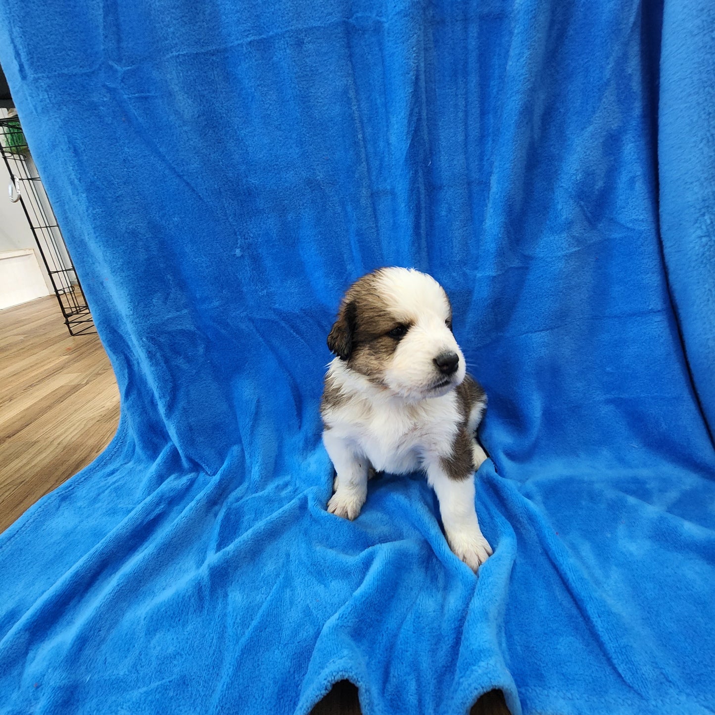 Great Bernese Puppy Stoick