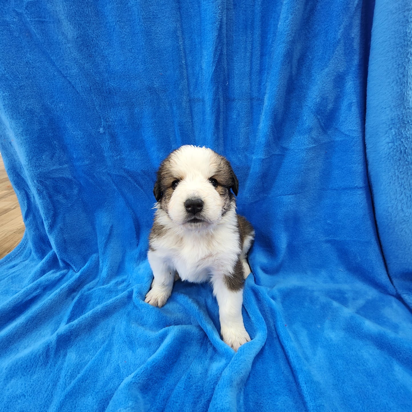 Great Bernese Puppy Stoick