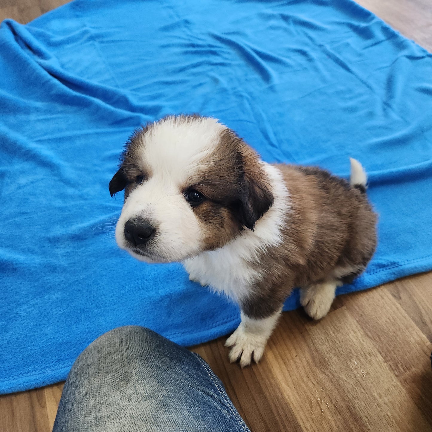 Great Bernese Puppy Stoick
