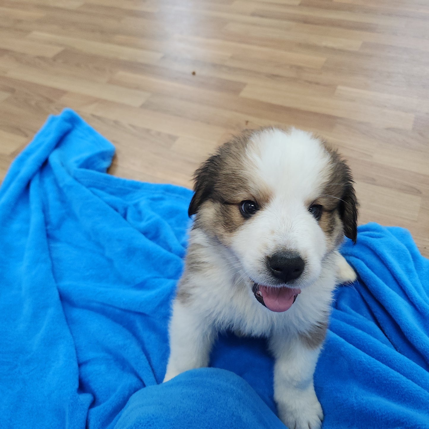 Great Bernese Puppy Stoick