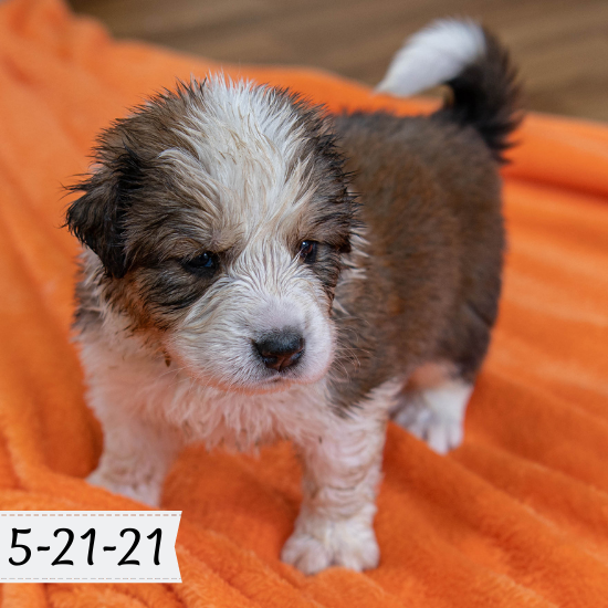 Queen (Sold) Female Great Bernese Puppy