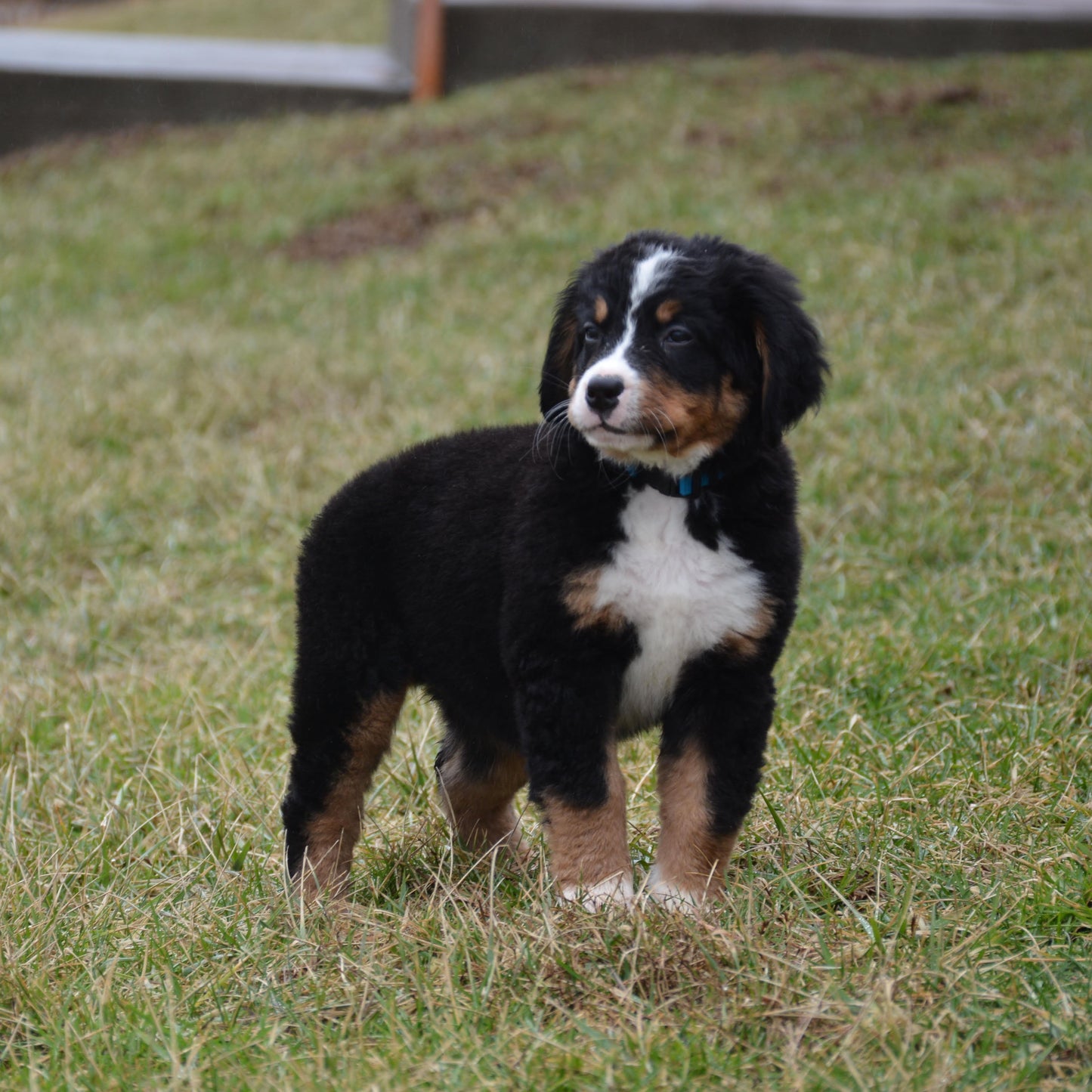 Beckett Female Bernese Mountain Dog