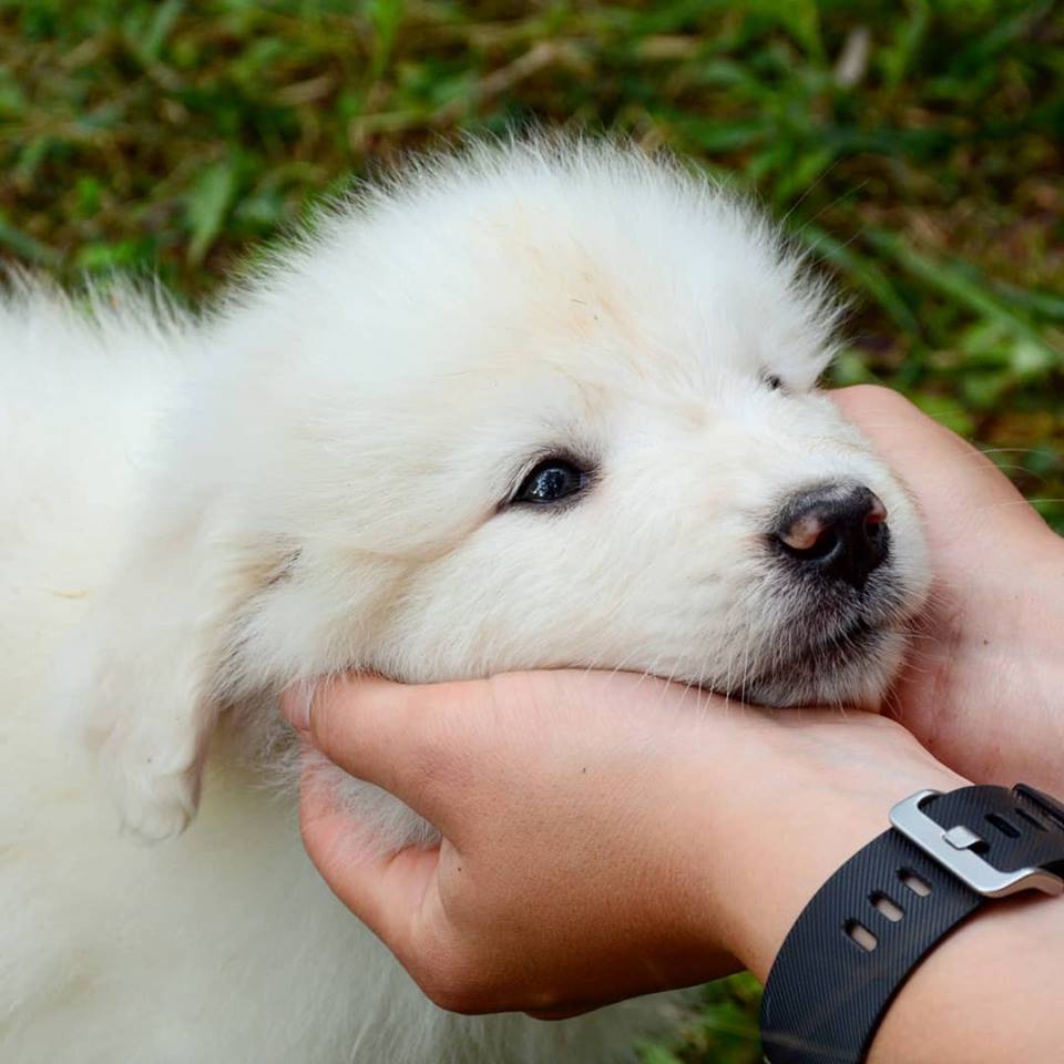 Lacey Female Great Pyrenees