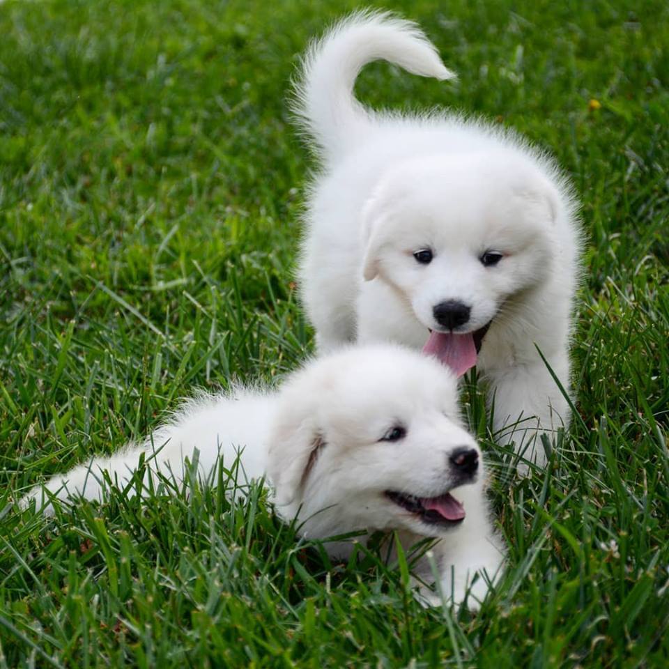 Cagney Female Great Pyrenees