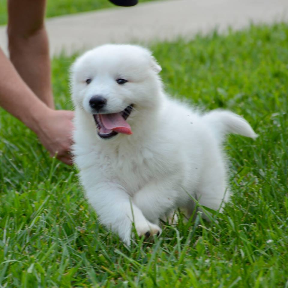 Lacey Female Great Pyrenees