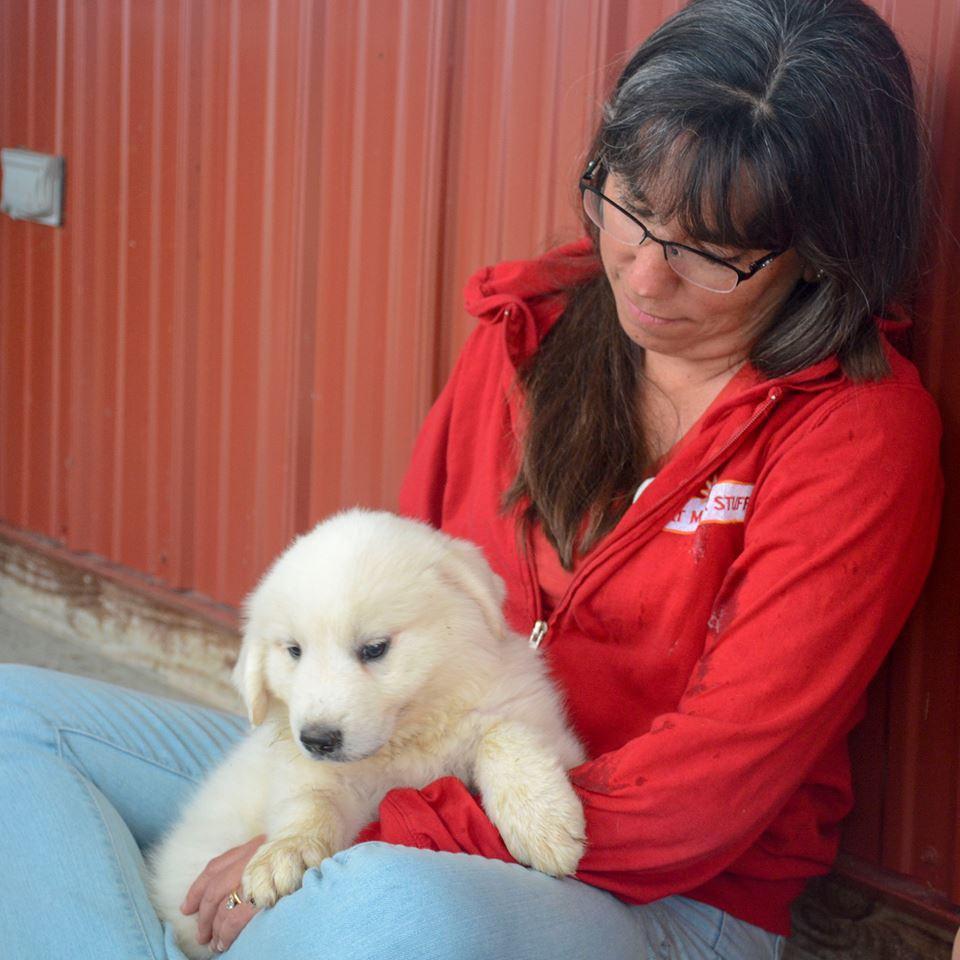 Cagney Female Great Pyrenees
