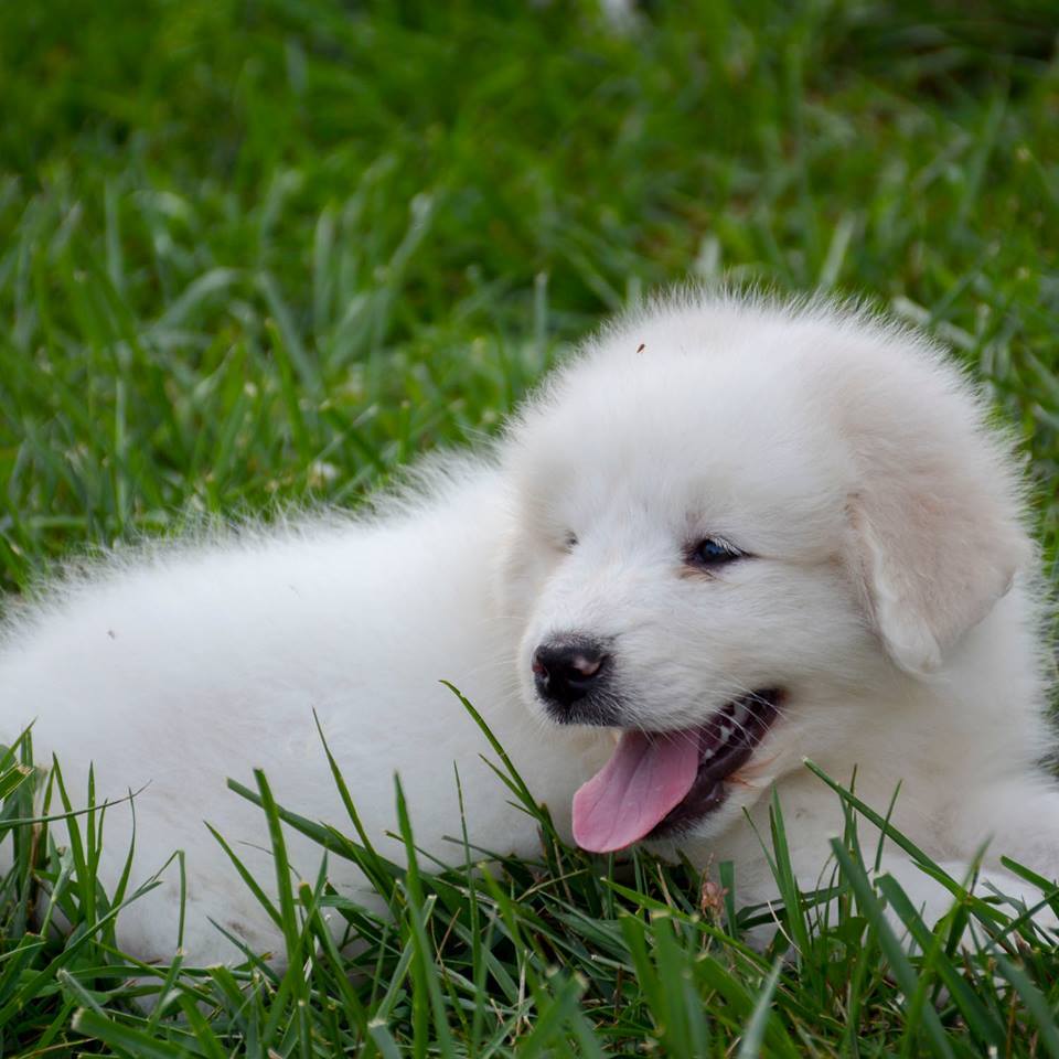 Lacey Female Great Pyrenees