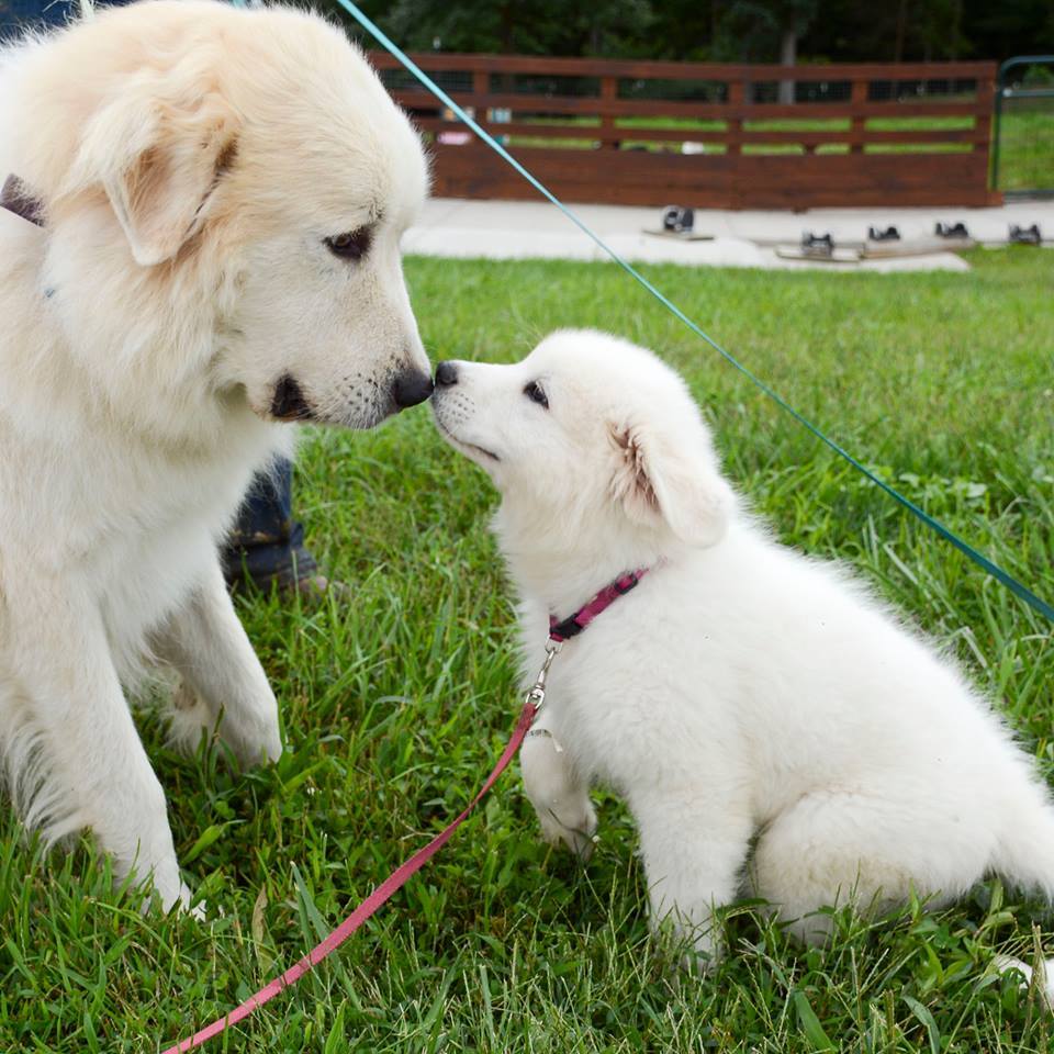Cagney Female Great Pyrenees
