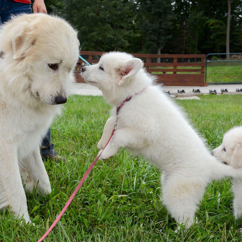 Cagney Female Great Pyrenees