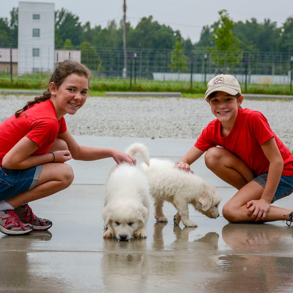 Cagney Female Great Pyrenees