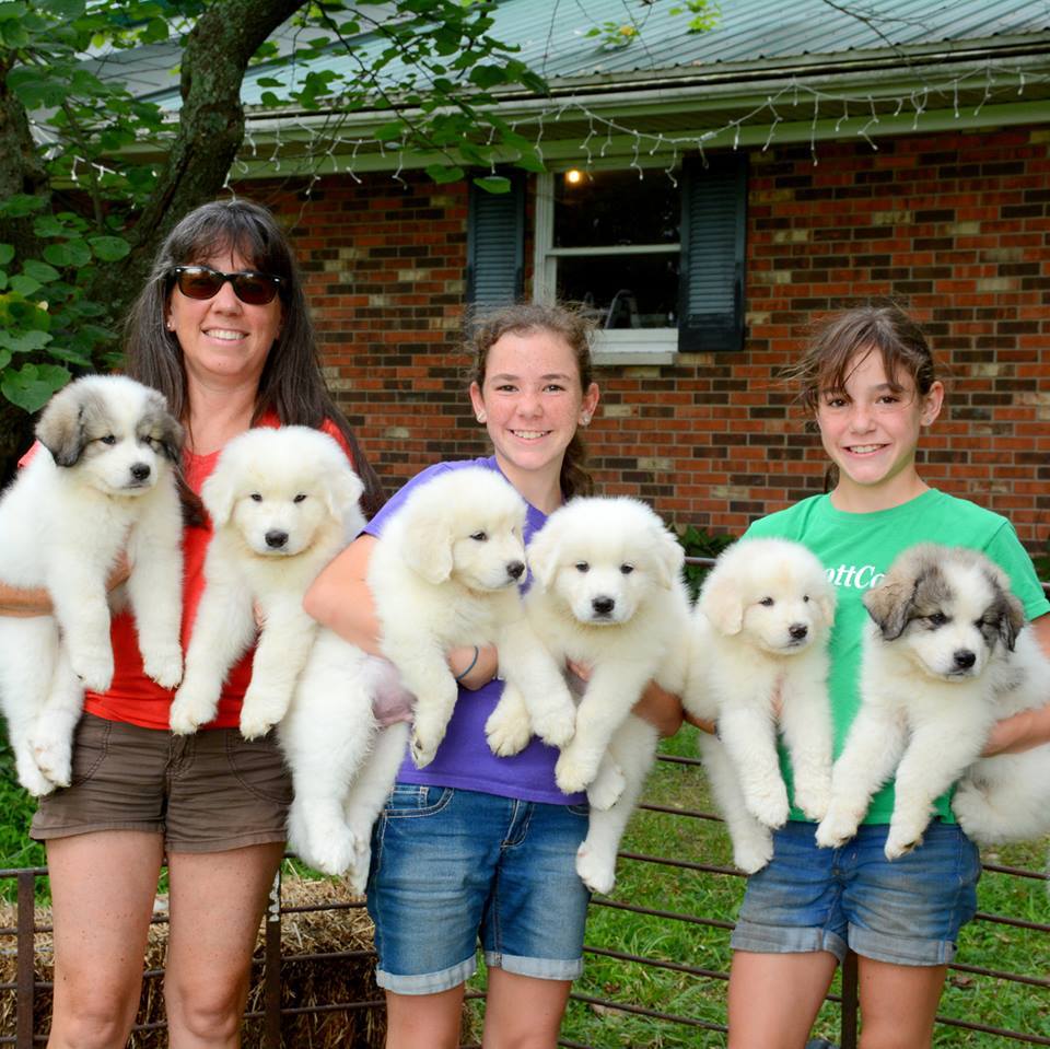 Cagney Female Great Pyrenees