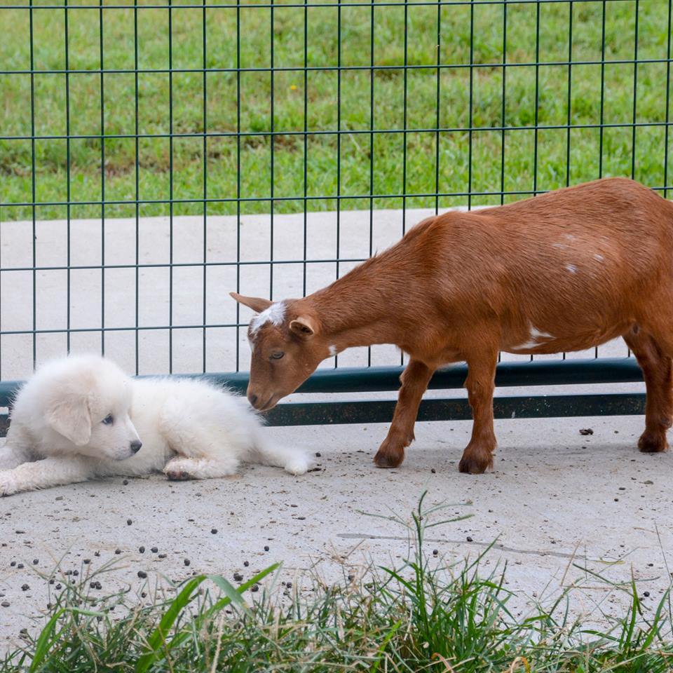 Lacey Female Great Pyrenees