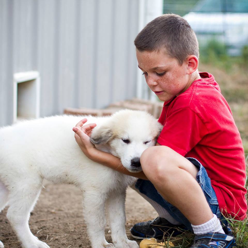 Thor Male Great Pyrenees