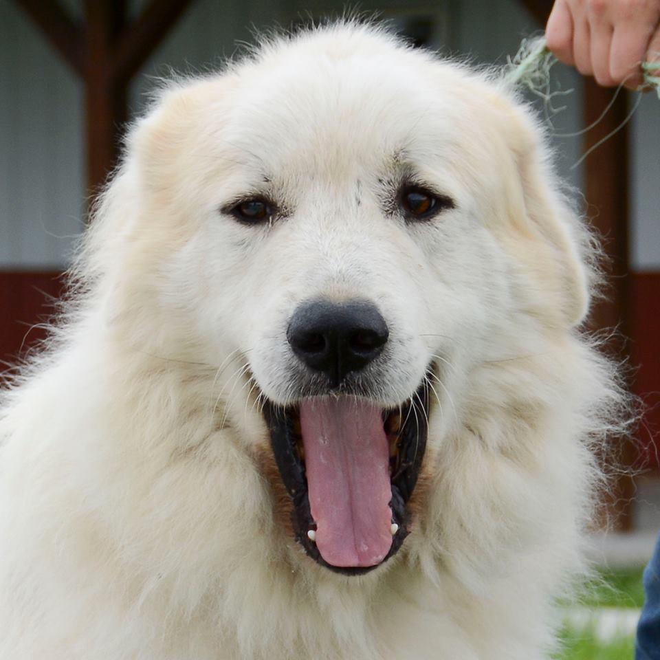 Thor Male Great Pyrenees