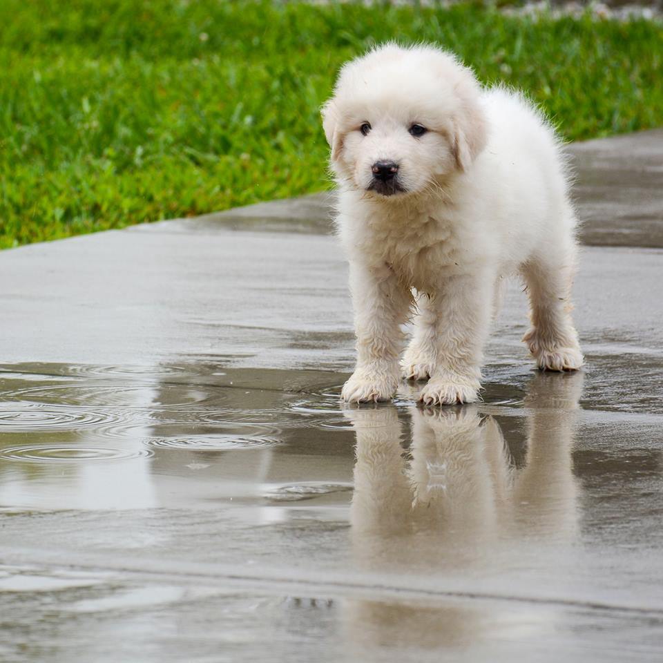 Lacey Female Great Pyrenees