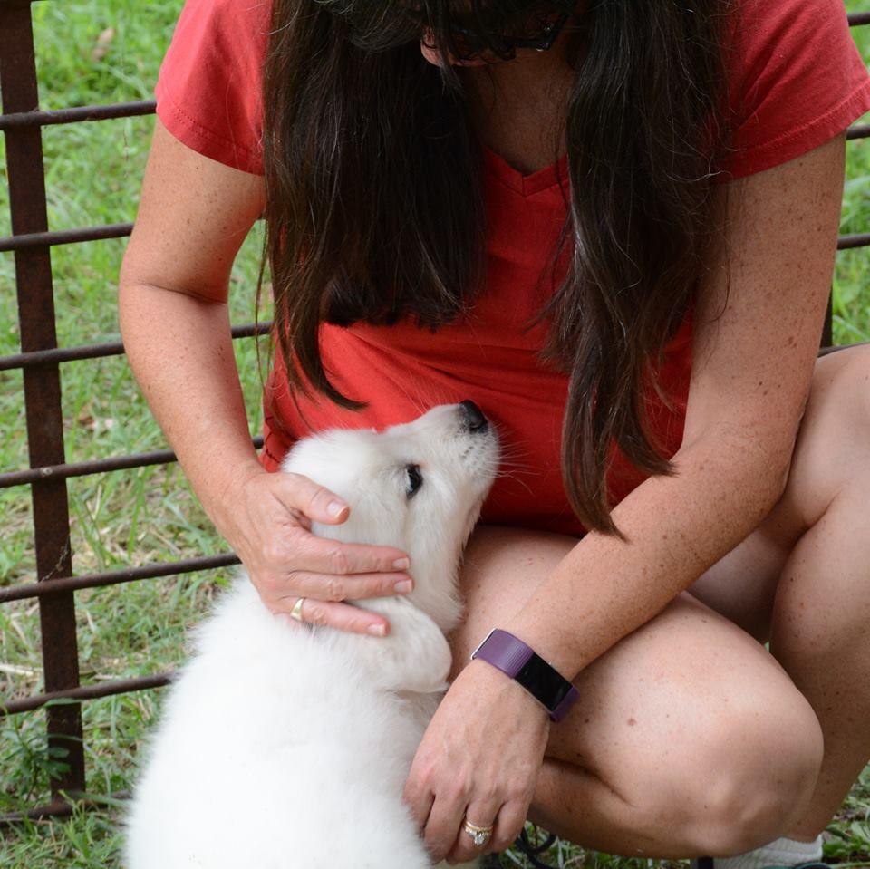 Lacey Female Great Pyrenees