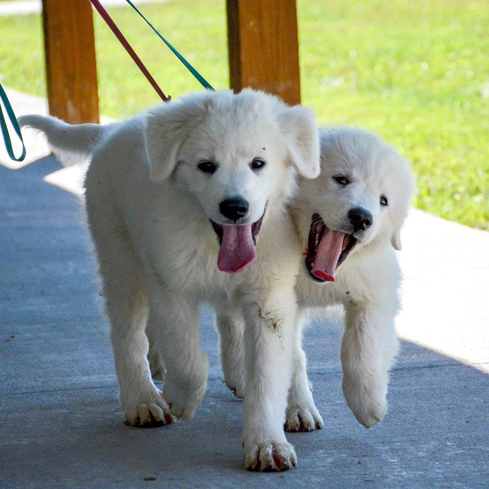 Cagney Female Great Pyrenees