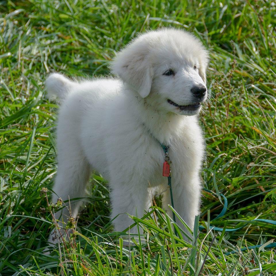 Lacey Female Great Pyrenees