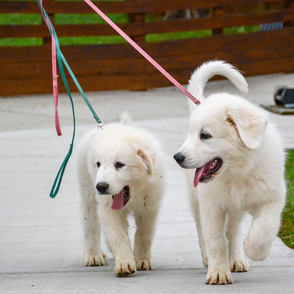 Cagney Female Great Pyrenees