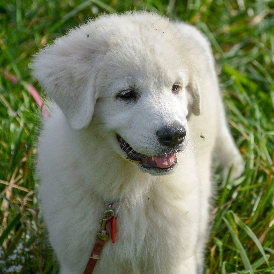 Cagney Female Great Pyrenees
