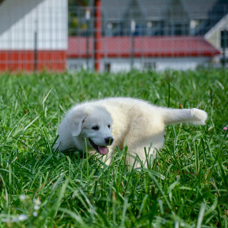 Lacey Female Great Pyrenees