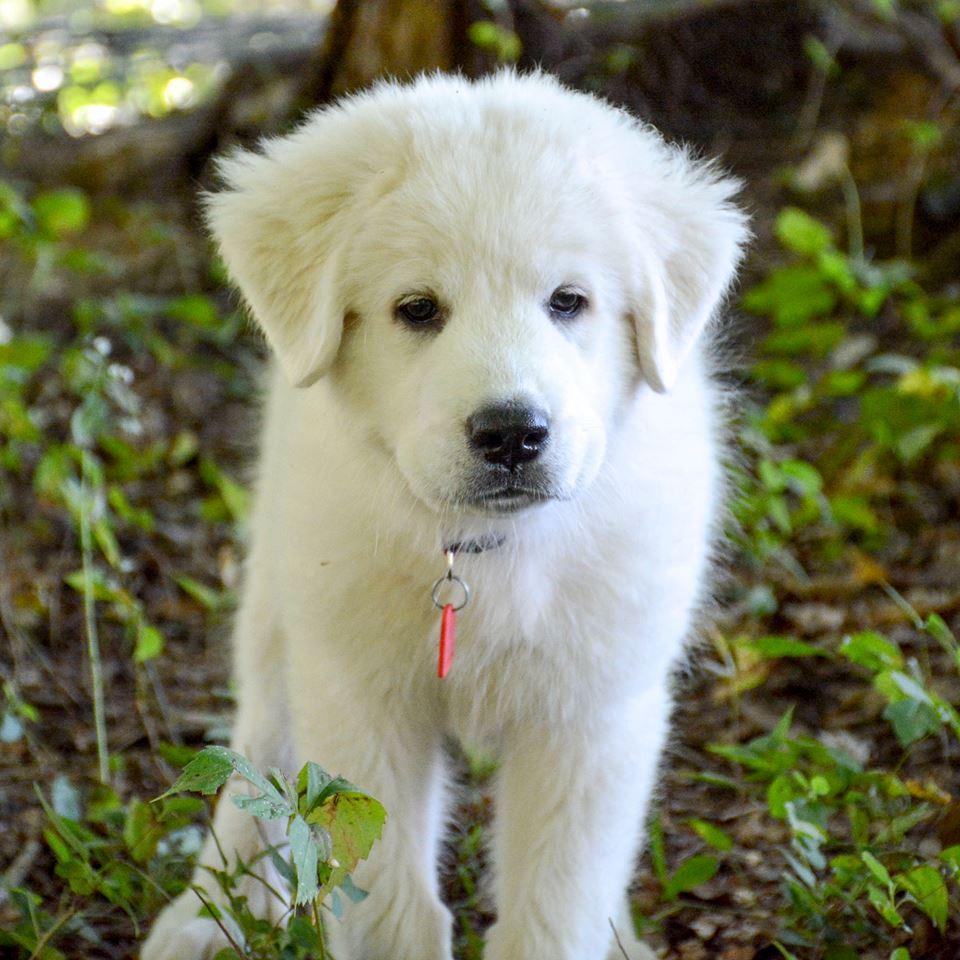 Cagney Female Great Pyrenees