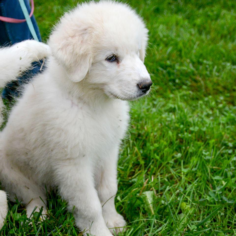 Lacey Female Great Pyrenees