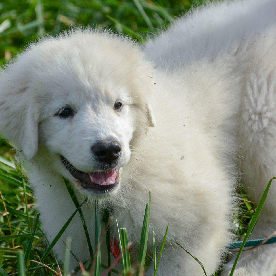 Lacey Female Great Pyrenees