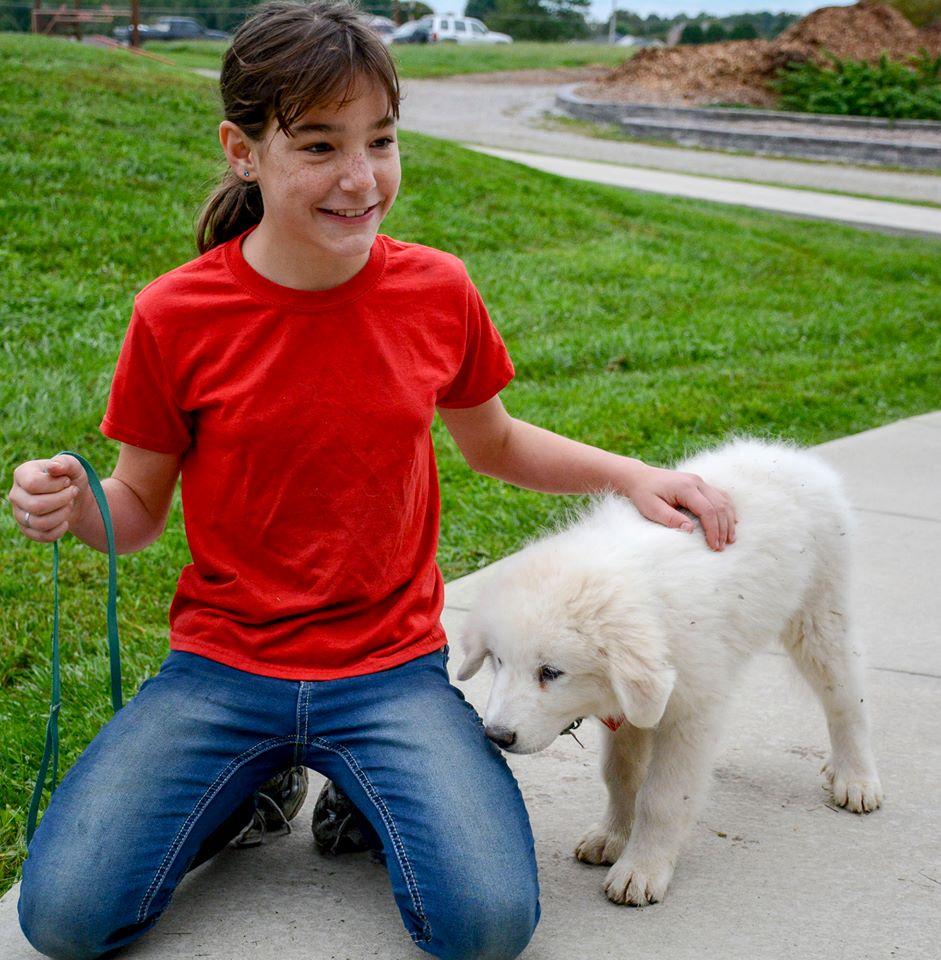 Lacey Female Great Pyrenees
