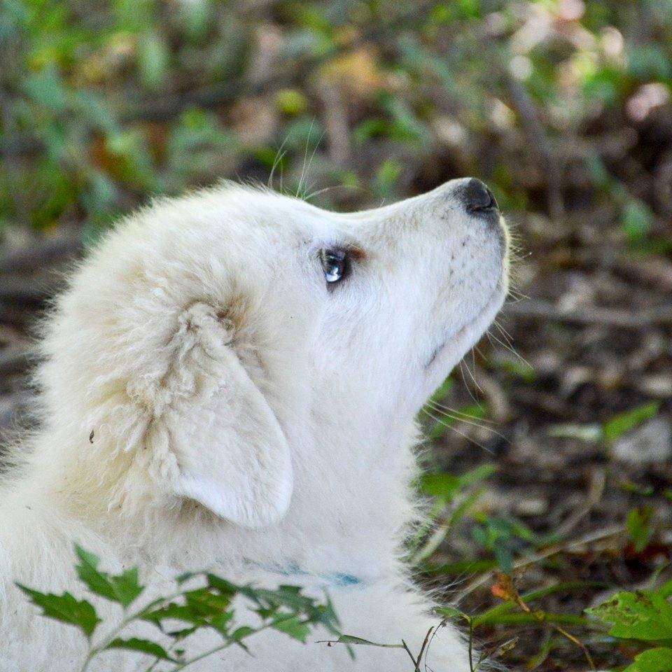 Lacey Female Great Pyrenees