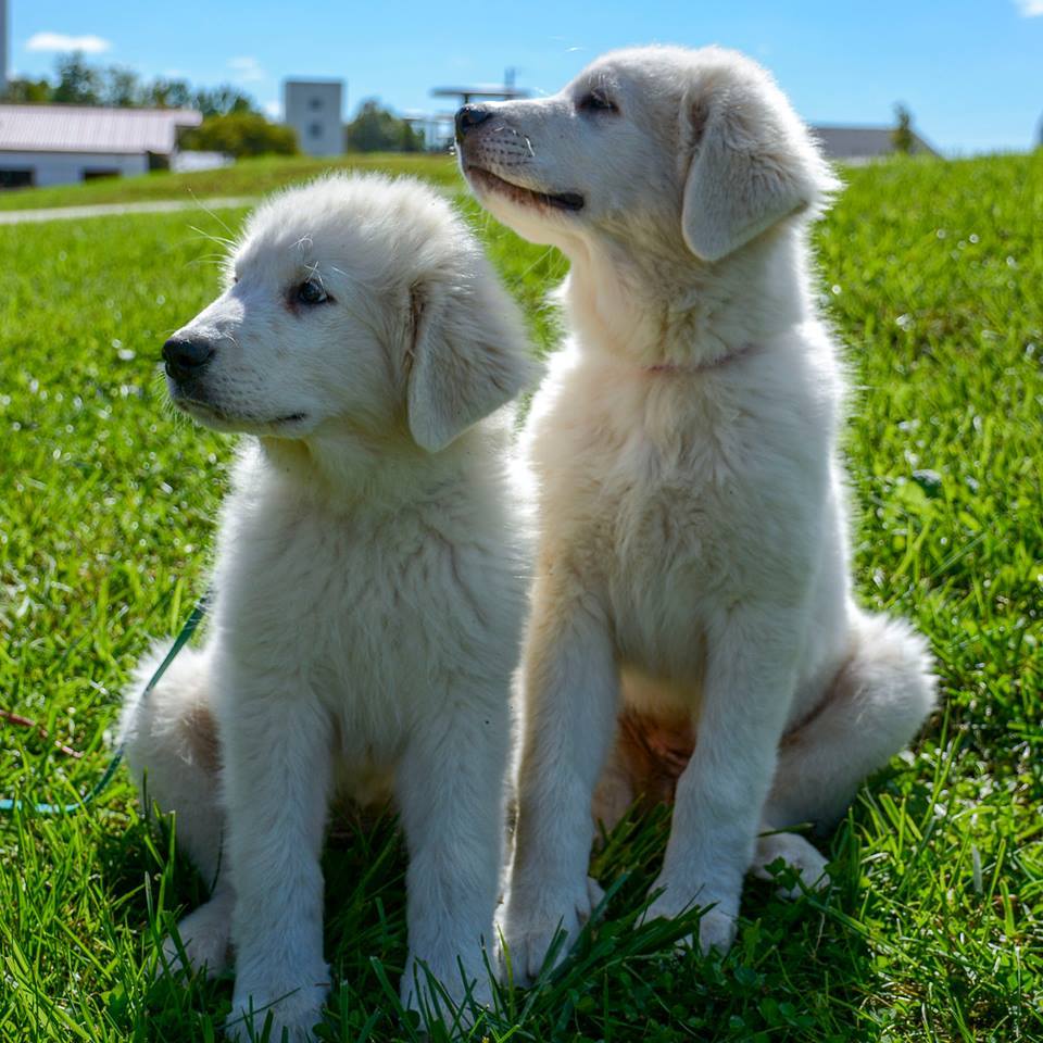 Cagney Female Great Pyrenees