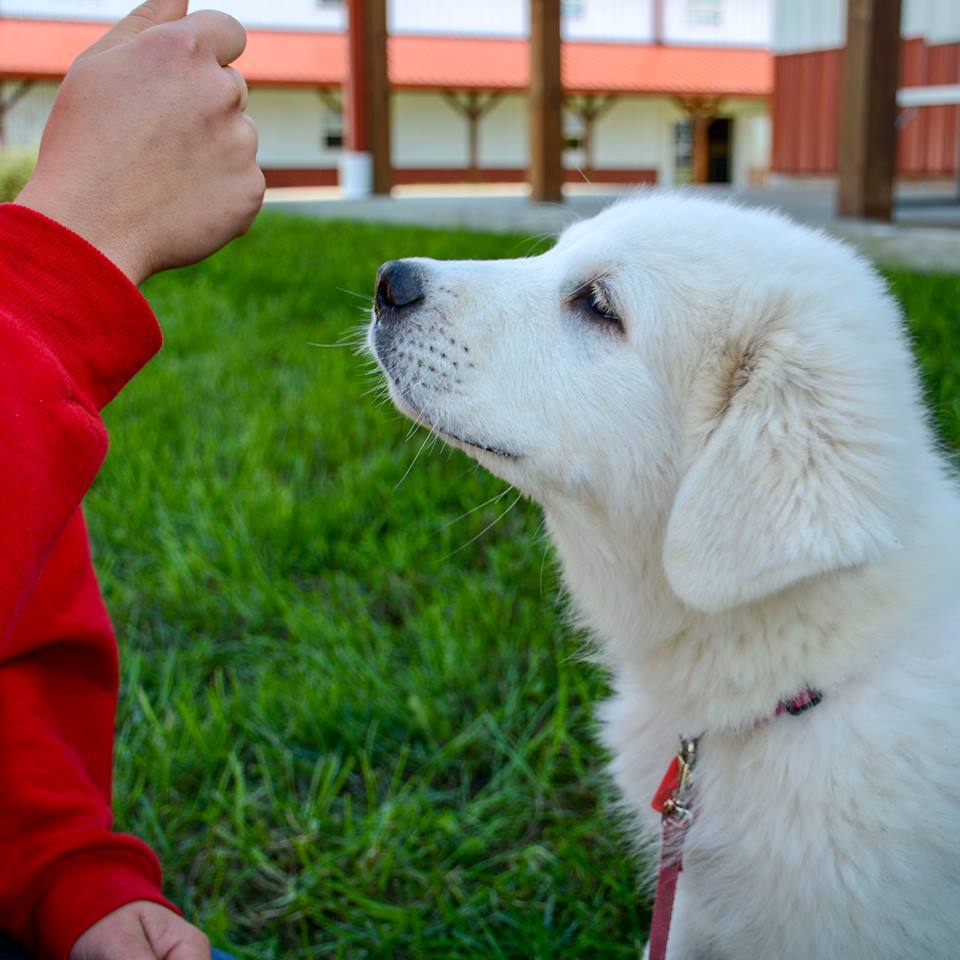 Cagney Female Great Pyrenees