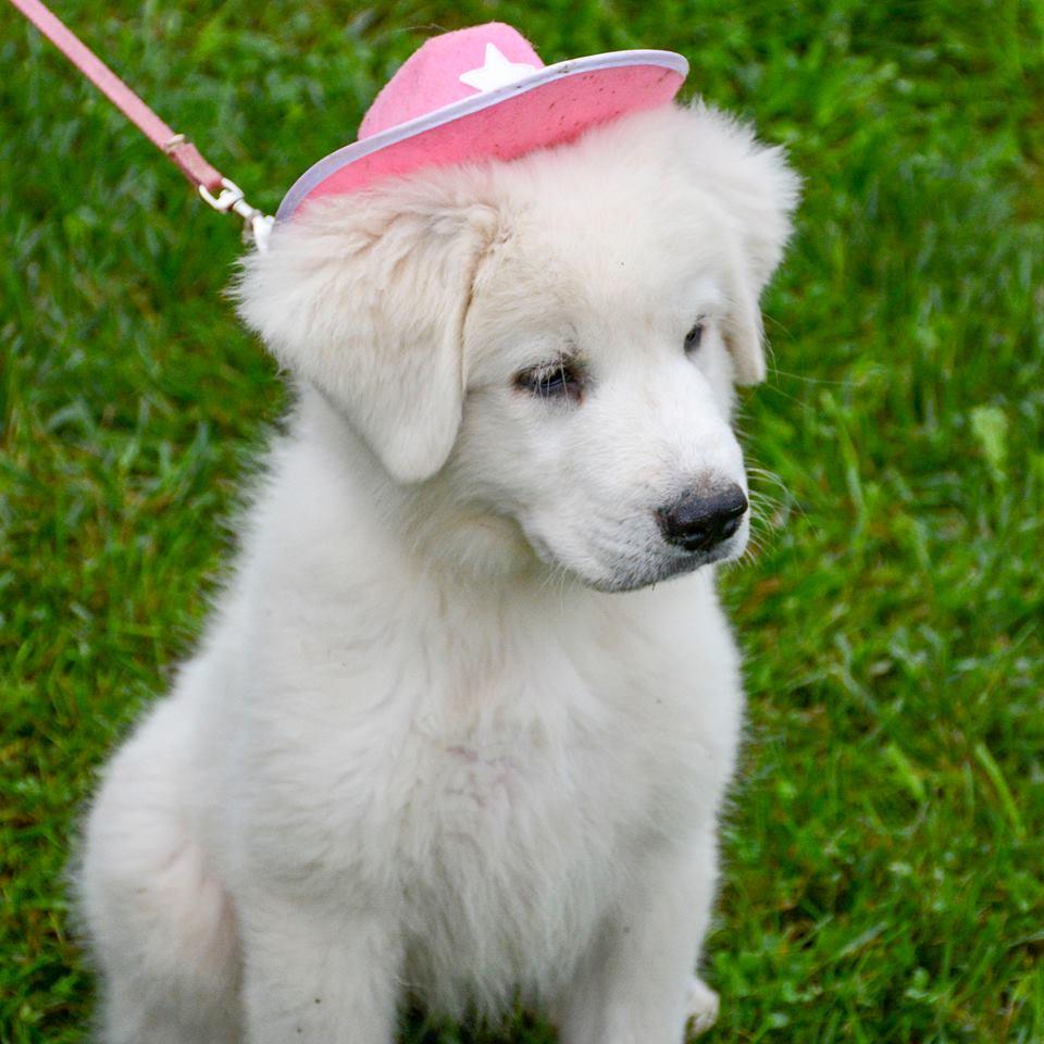 Cagney Female Great Pyrenees