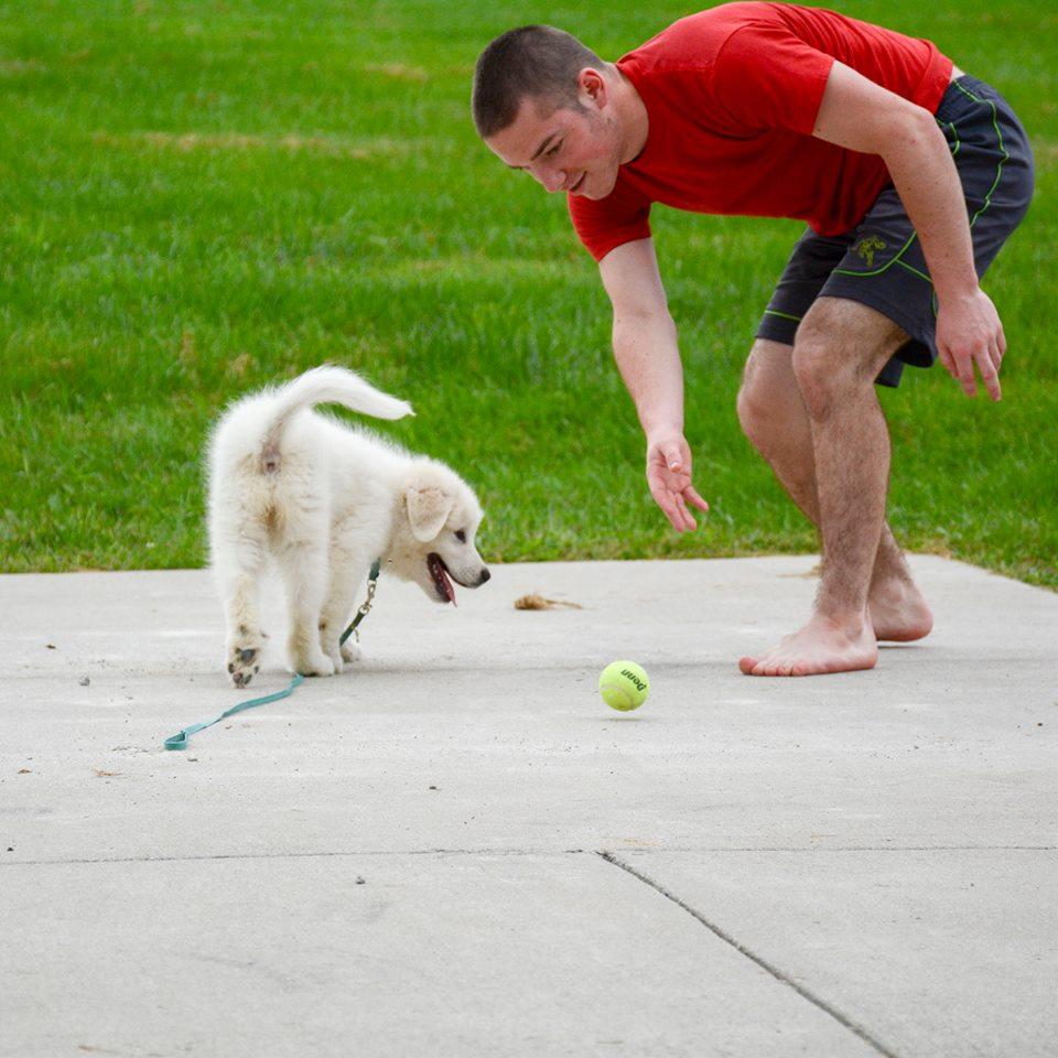 Lacey Female Great Pyrenees