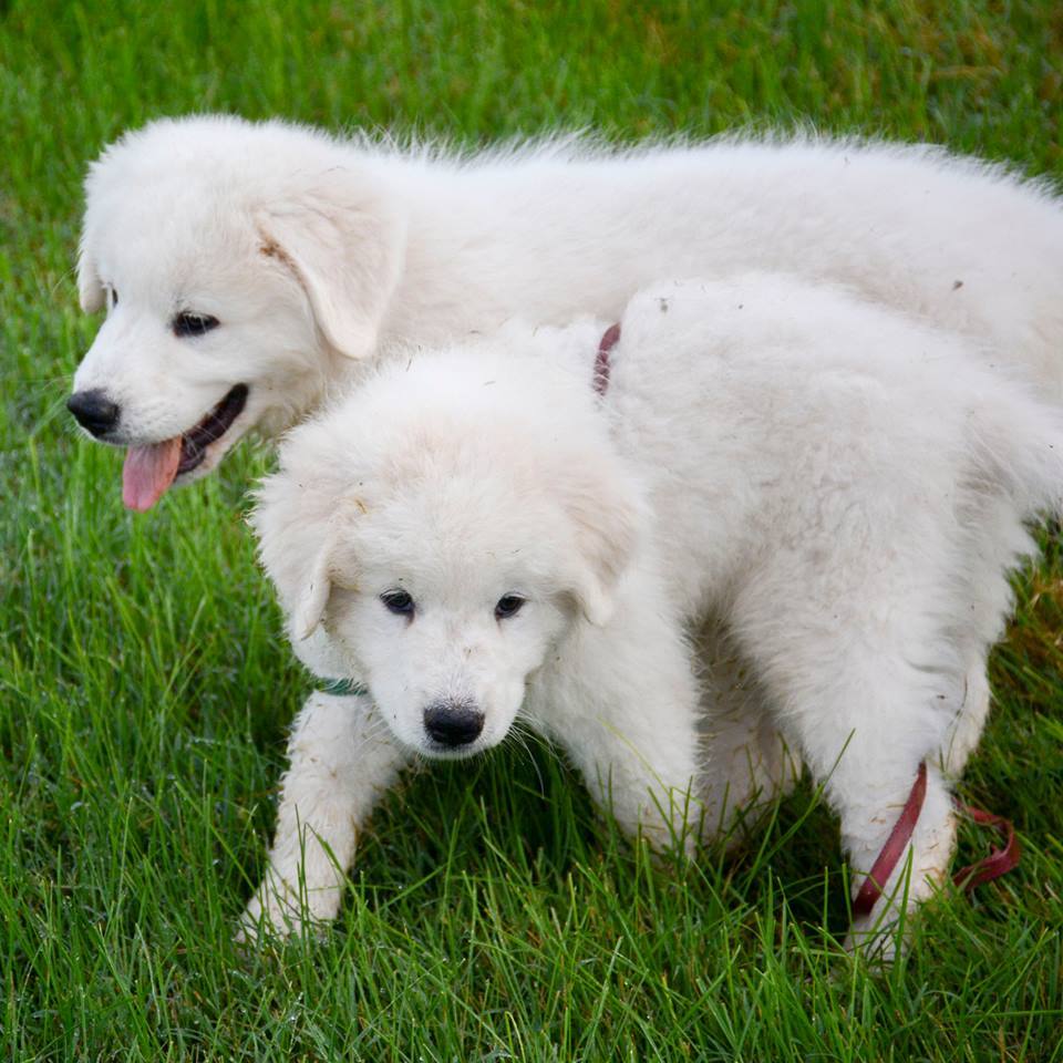 Lacey Female Great Pyrenees