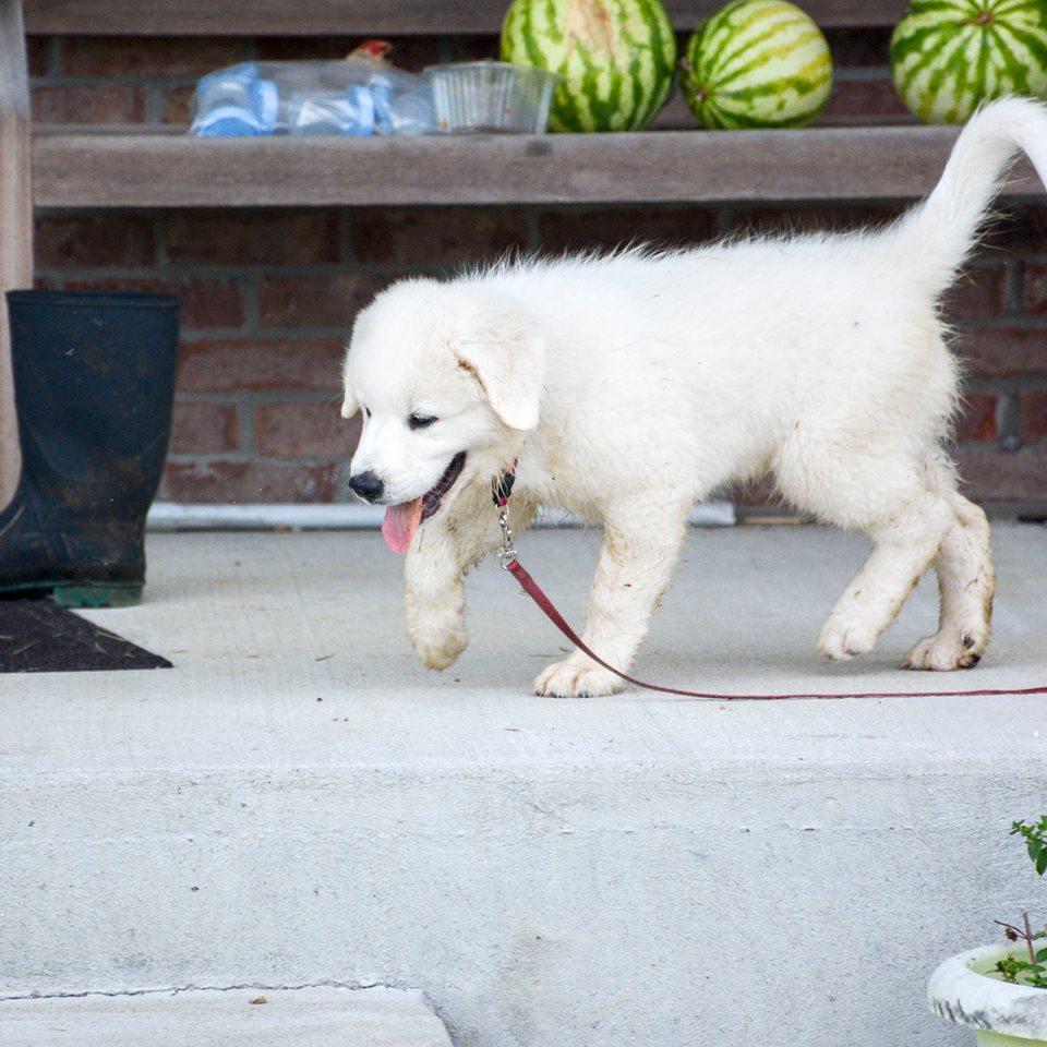 Cagney Female Great Pyrenees