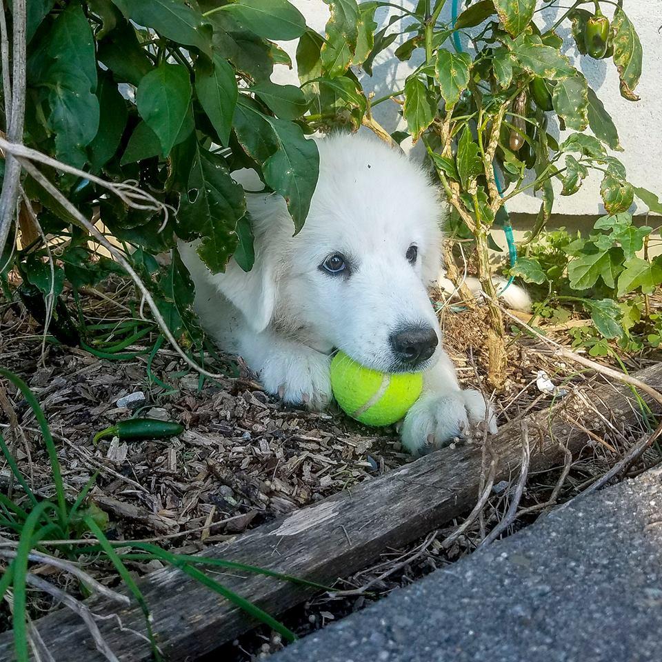 Lacey Female Great Pyrenees