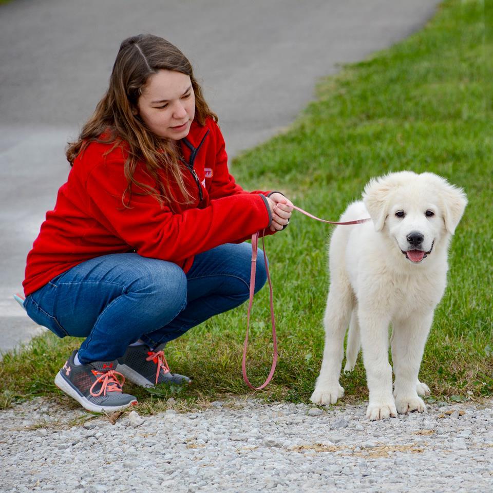 Cagney Female Great Pyrenees
