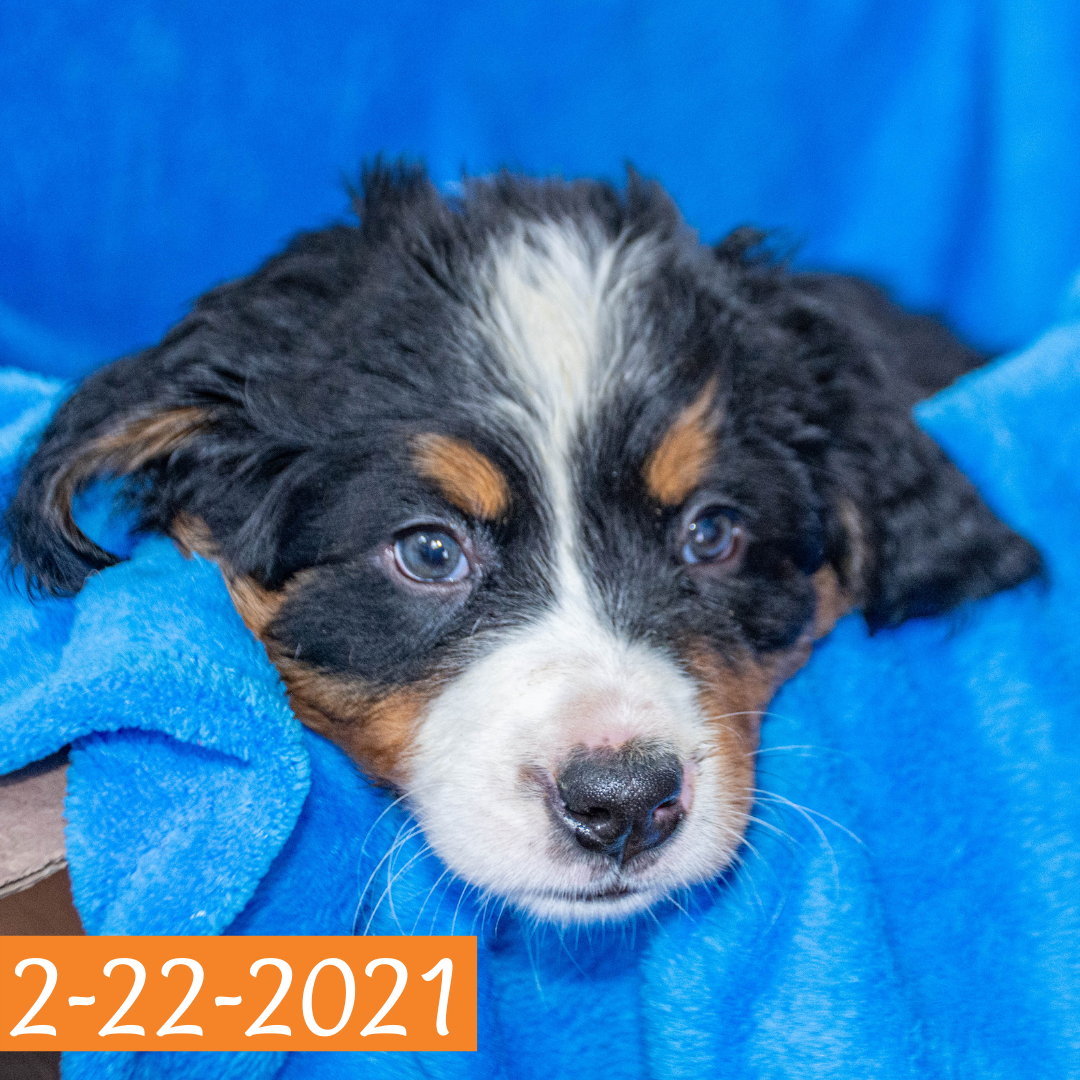 Arthur (Sold) Male Bernese Mountain Dog Puppy