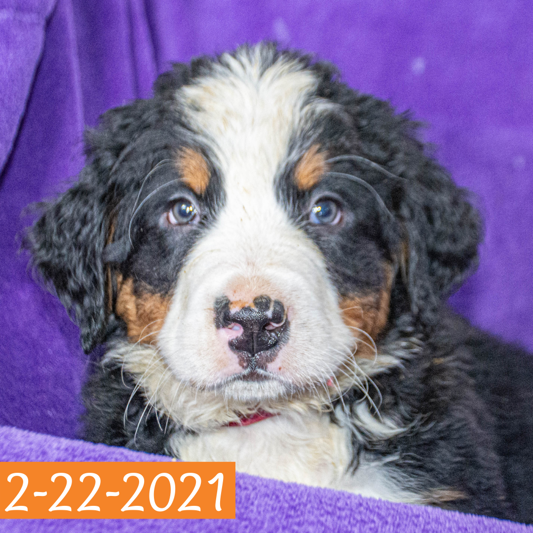 Pendragon (Sold) Male Bernese Mountain Dog Puppy