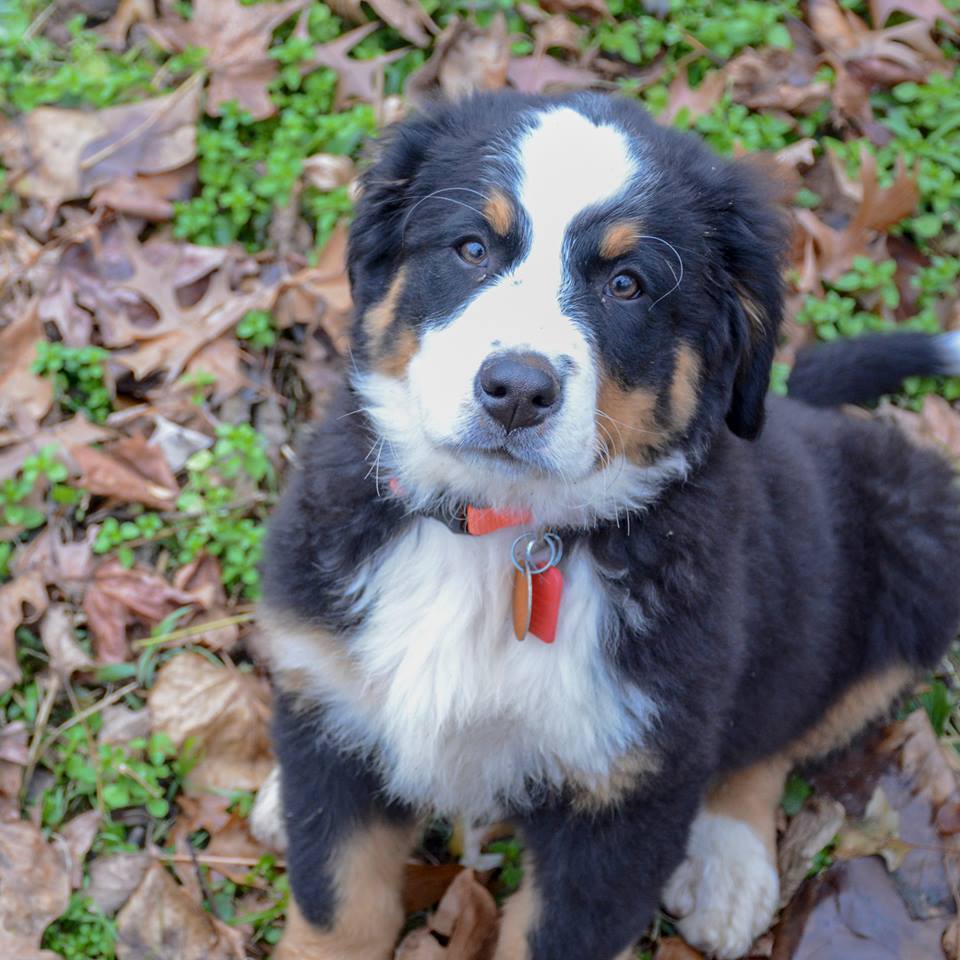 Castle Male Bernese Mountain Dog
