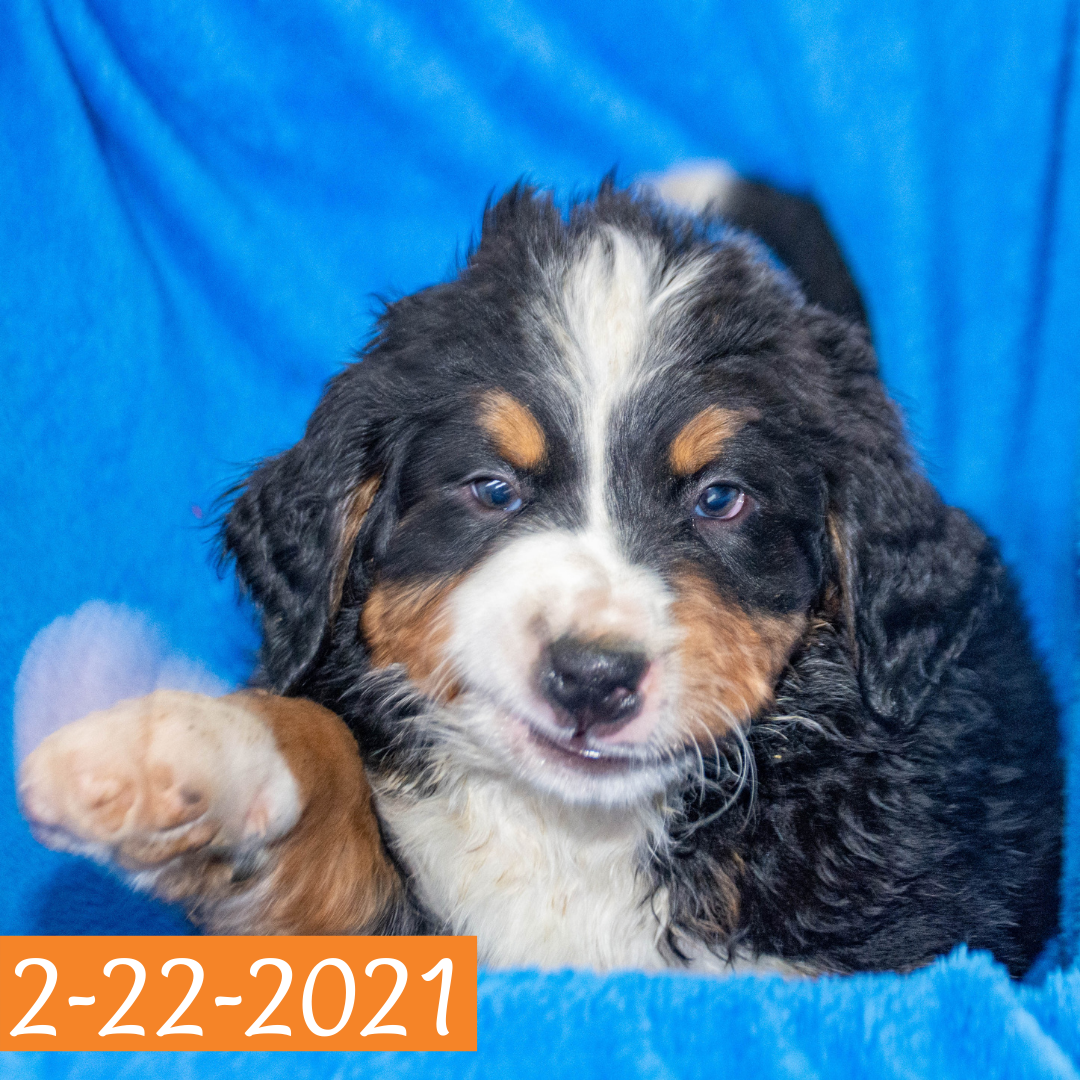 Arthur (Sold) Male Bernese Mountain Dog Puppy