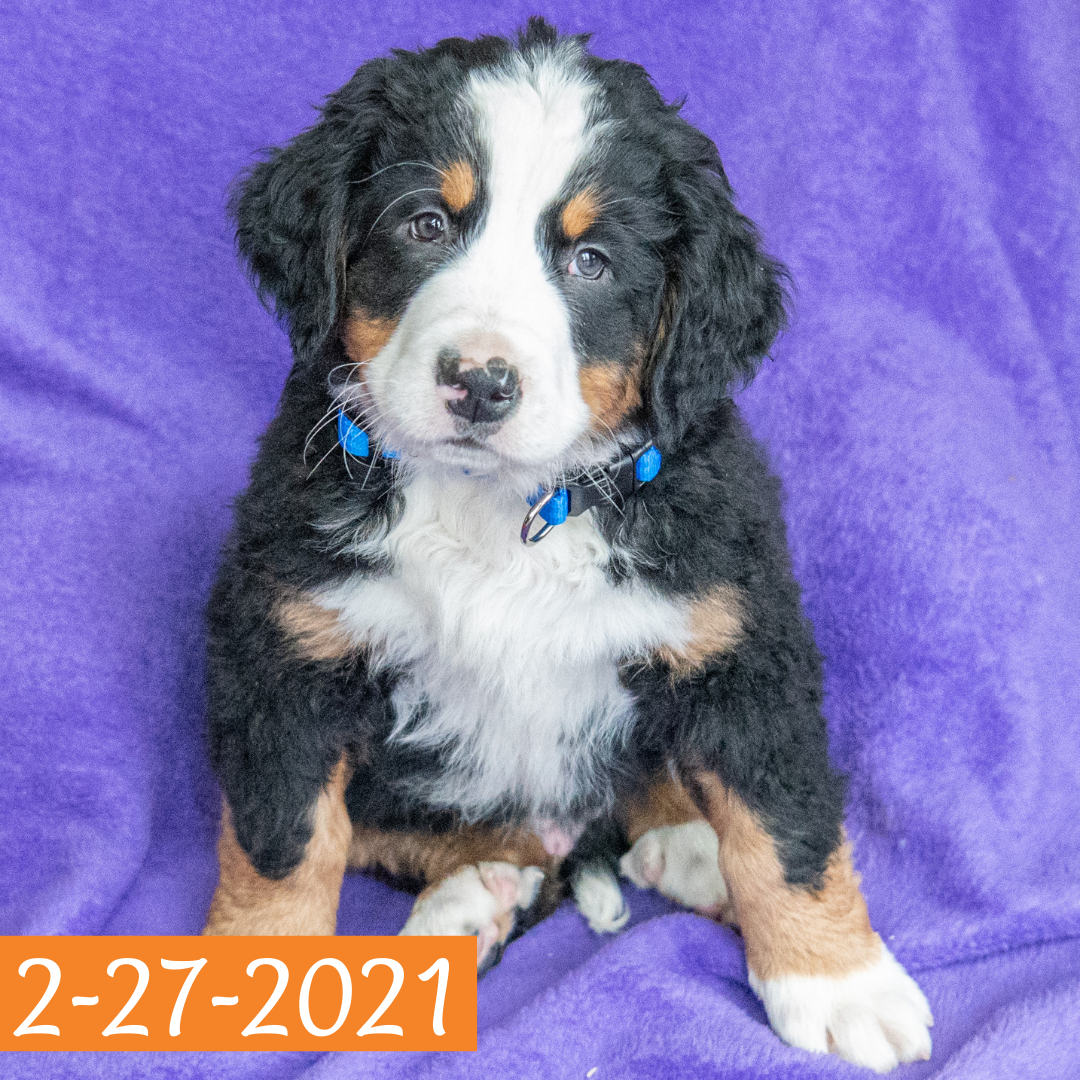 Pendragon (Sold) Male Bernese Mountain Dog Puppy