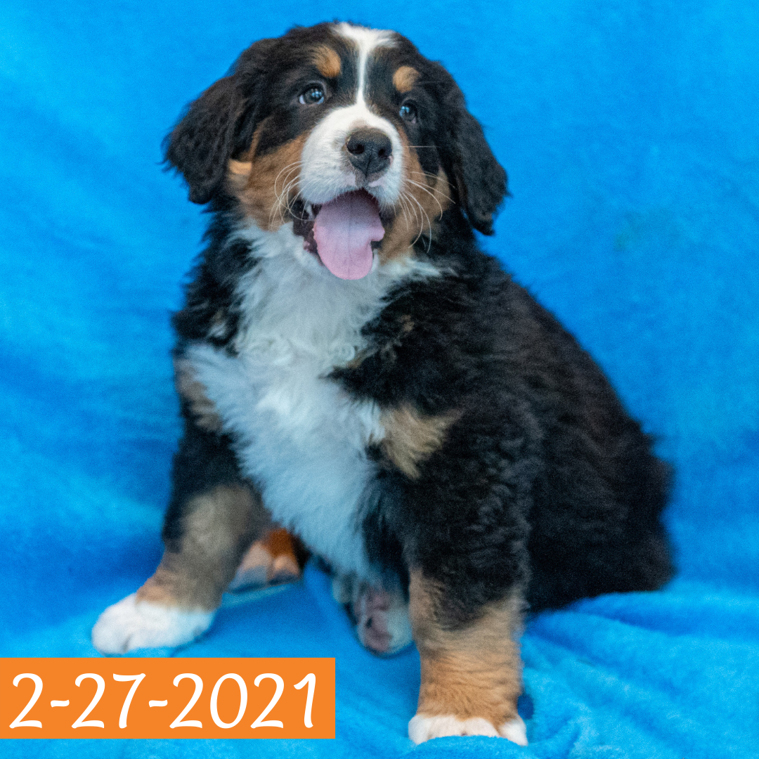 Arthur (Sold) Male Bernese Mountain Dog Puppy