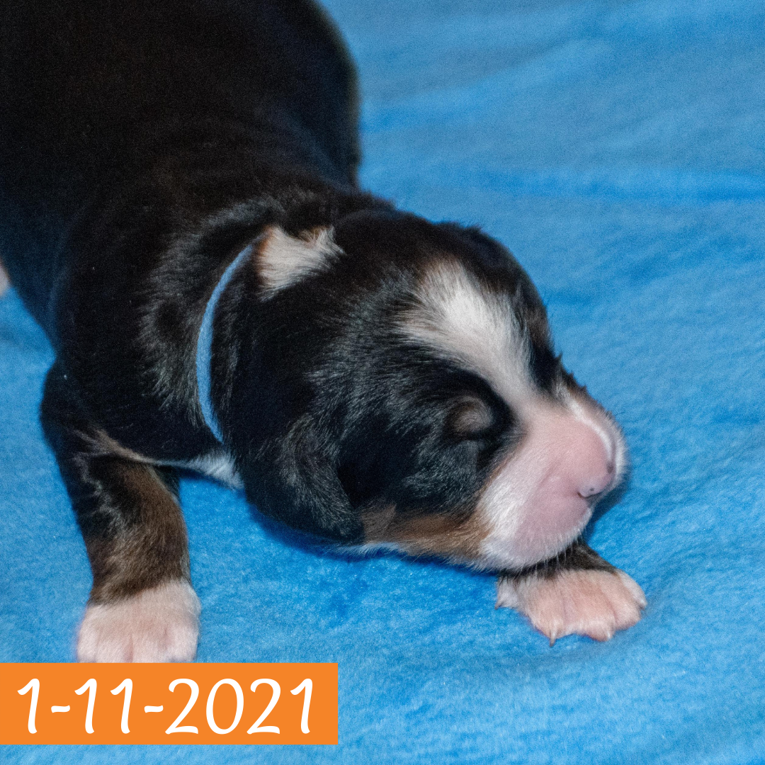 Arthur (Sold) Male Bernese Mountain Dog Puppy
