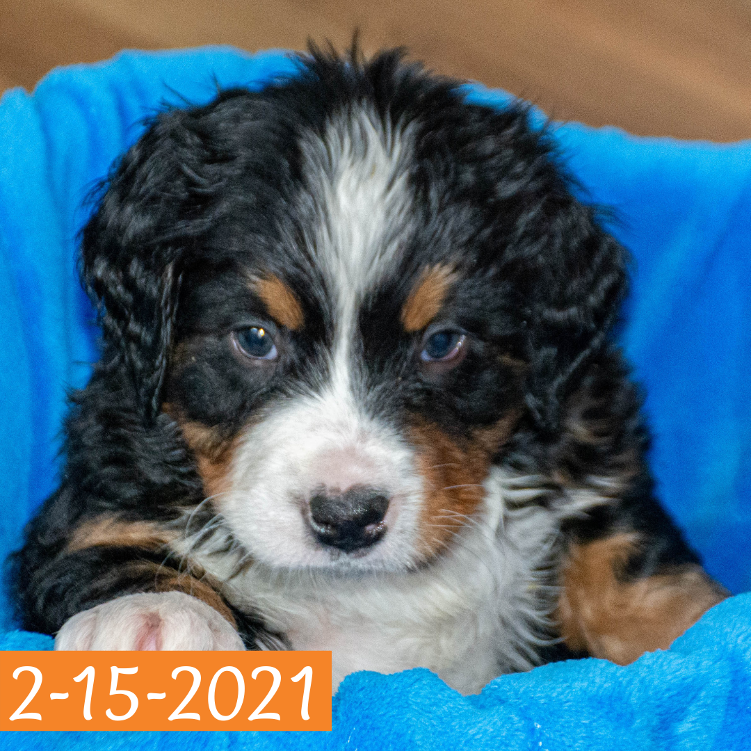 Arthur (Sold) Male Bernese Mountain Dog Puppy