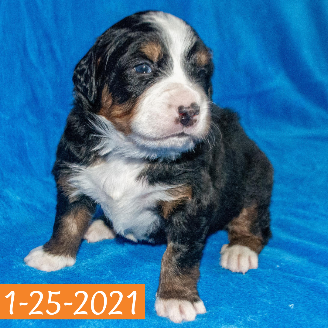 Arthur Bernese Mountain Dog January Camelot Litter Male Puppy